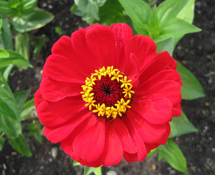 red flower with yellow stamens