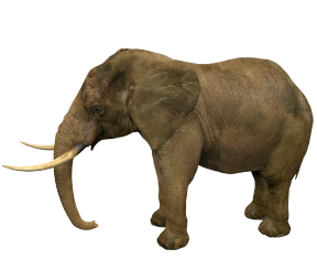 elephant transparent background