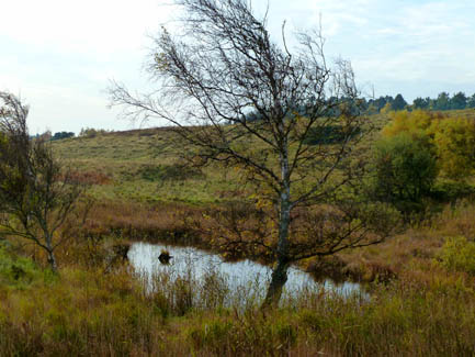 moorland in fall october