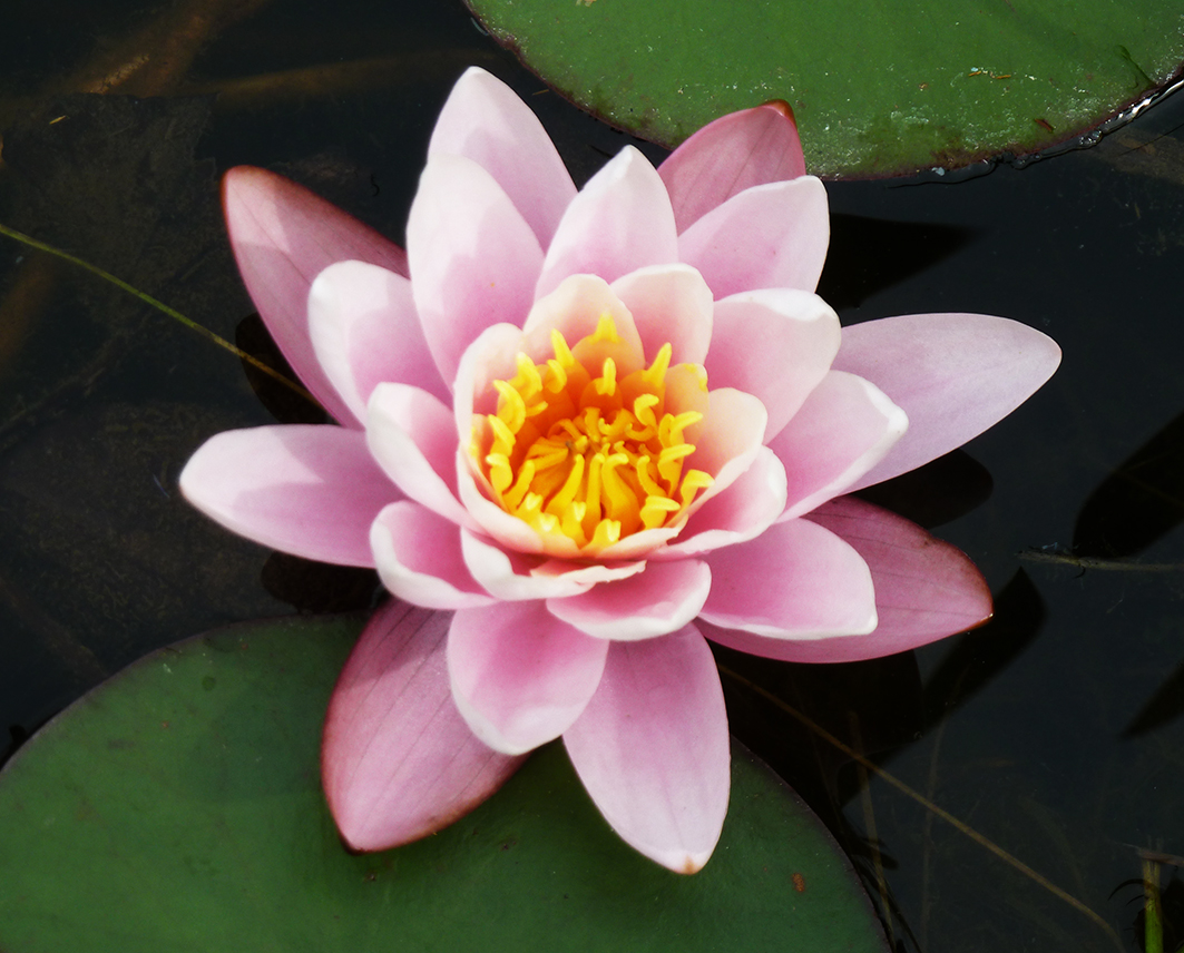 Waterlily pink on water leaves