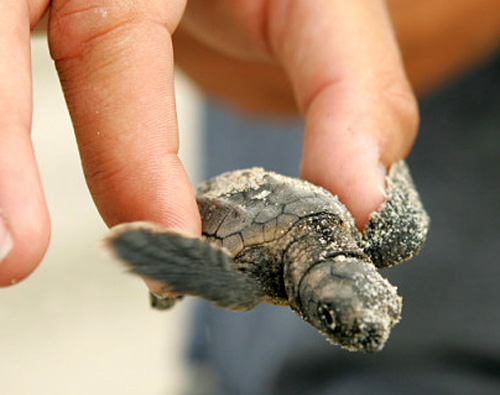 hand holding hatchling  loggerhead sea turtle