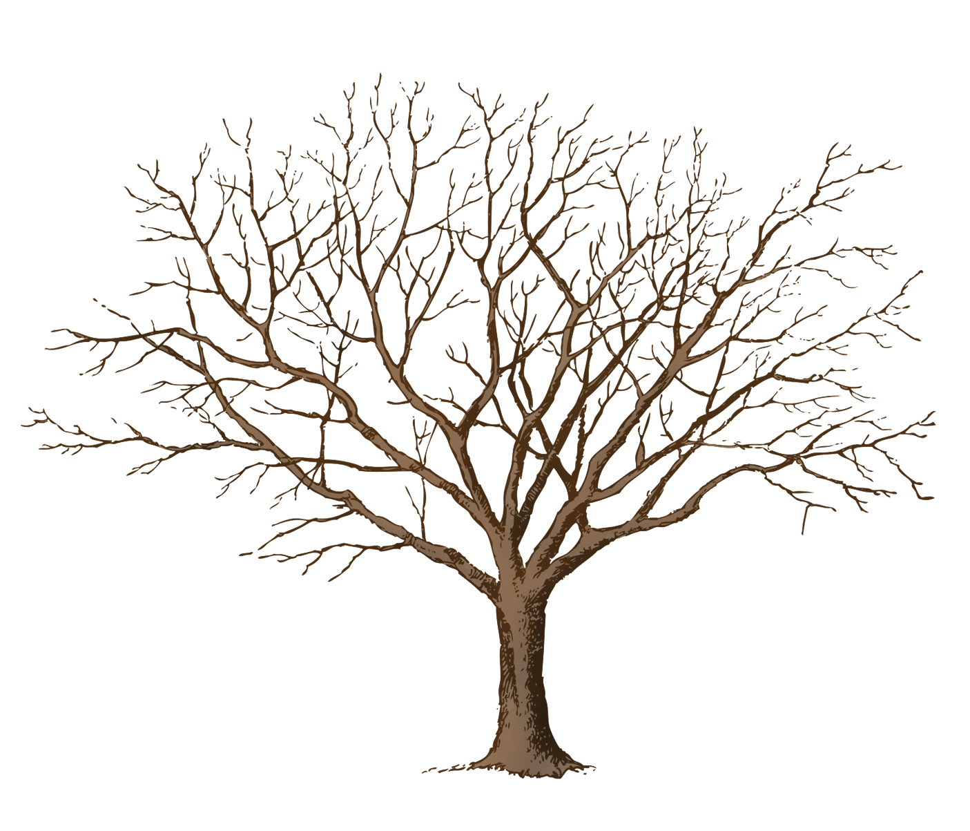 brown tree silhouette