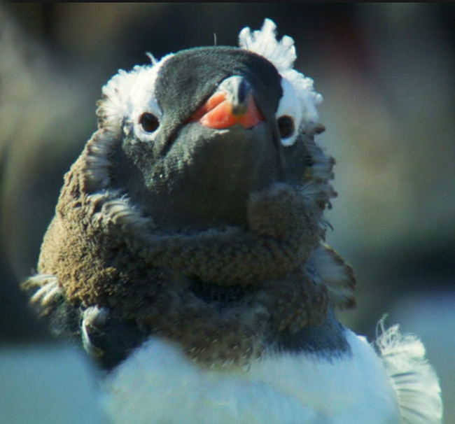 molting gentoo chick