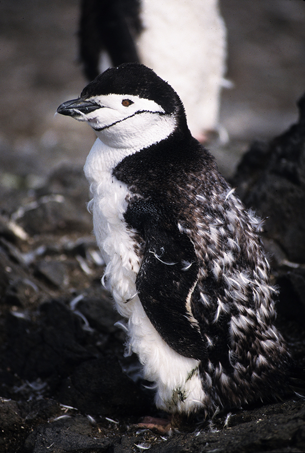 chinstrap penguin chick molting
