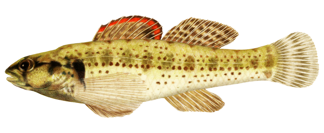 Okaloosa darter fish clipart