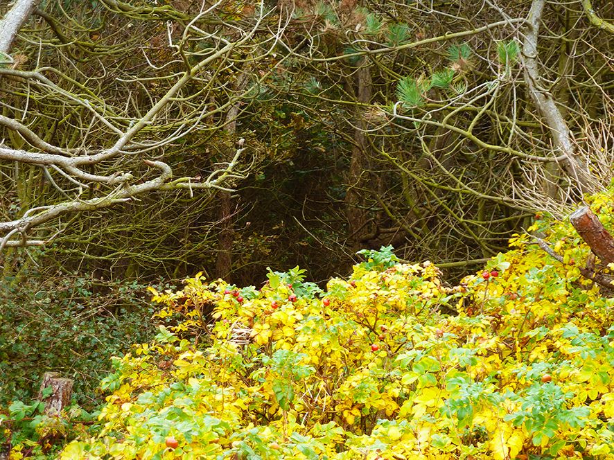 autumn clipart yellow bush trees