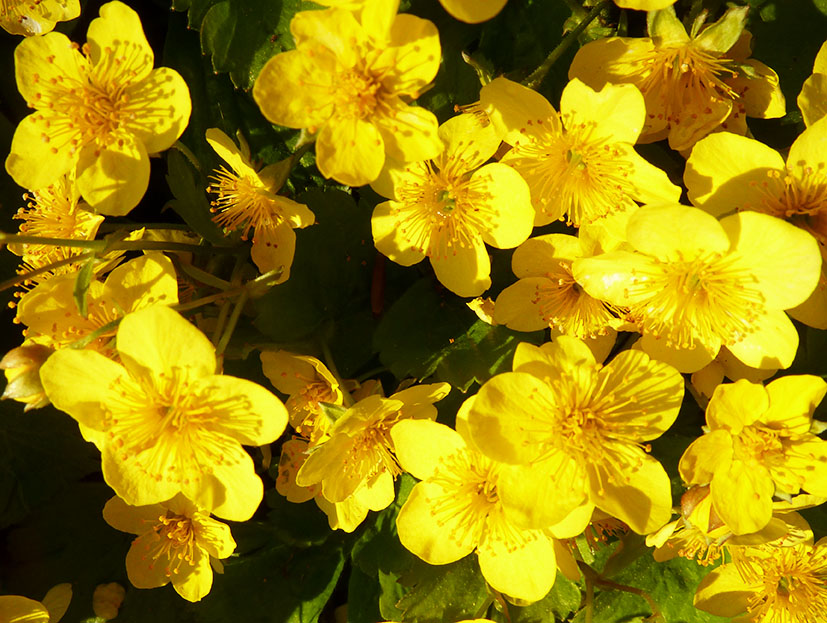 small yellow flowers