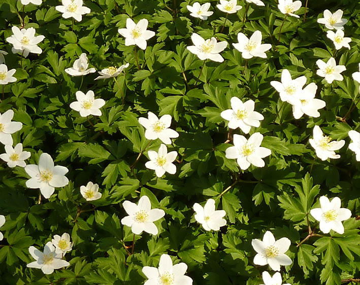 blanket of anemones in spring