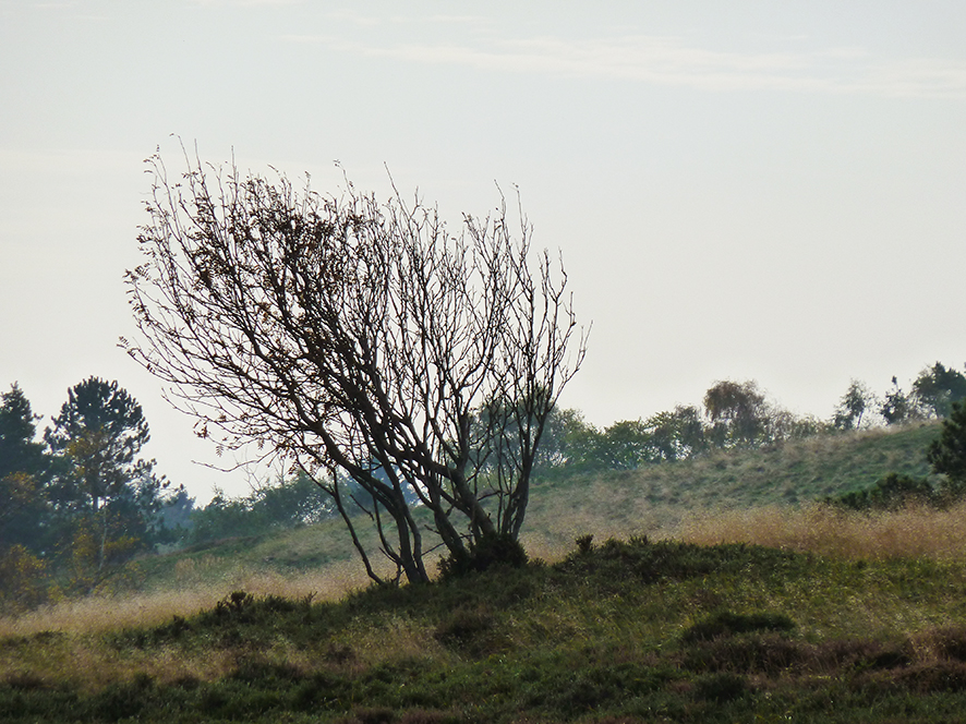 autumn moor landscape naked tree