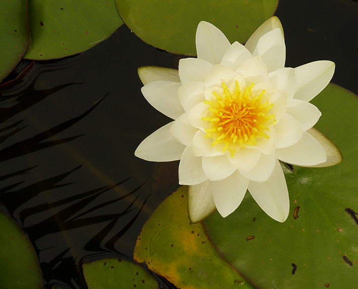 Picture of water lily