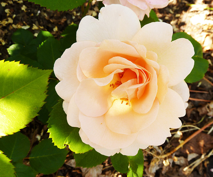 Soft red rose picture