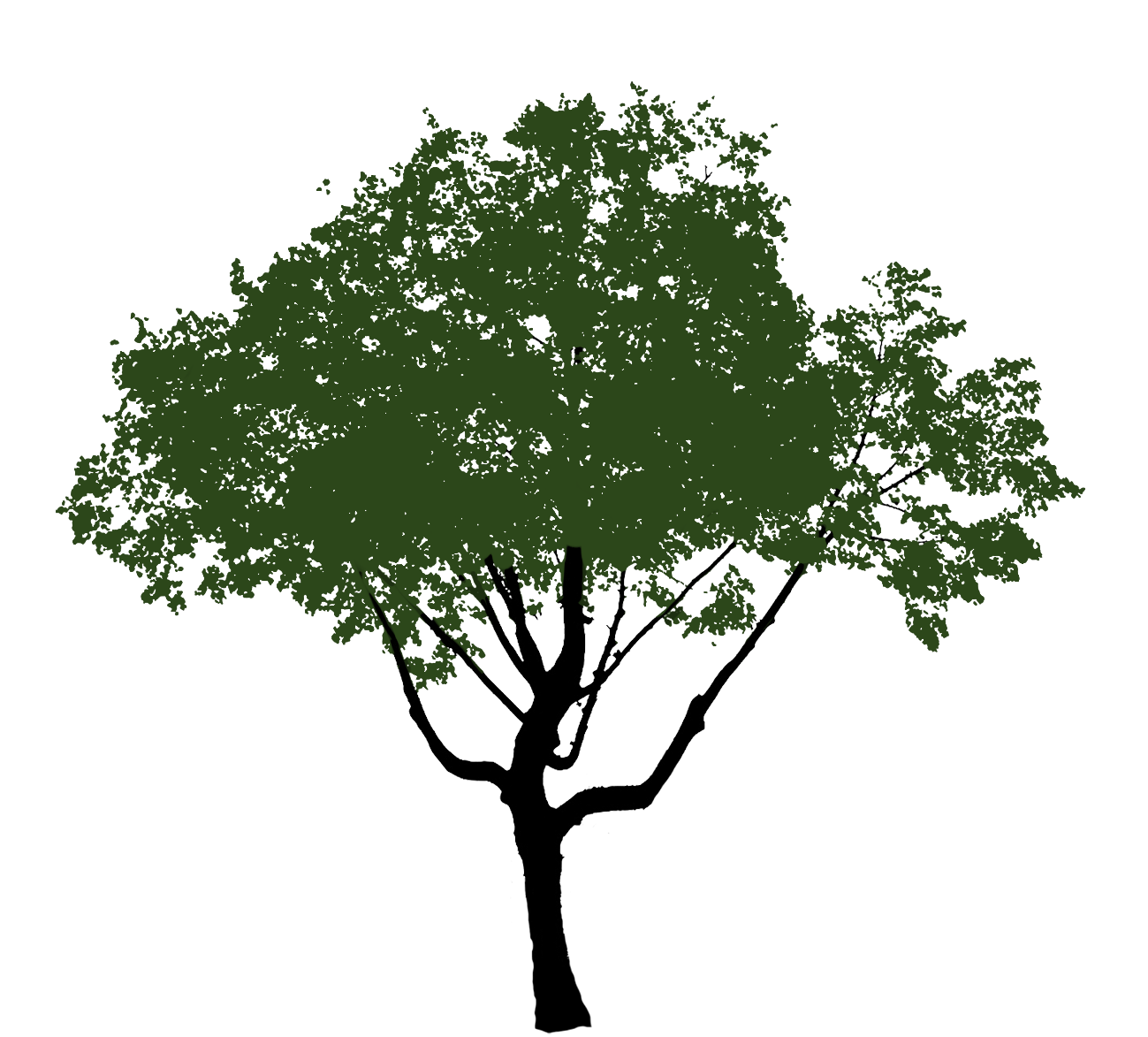 tree clipart green crown