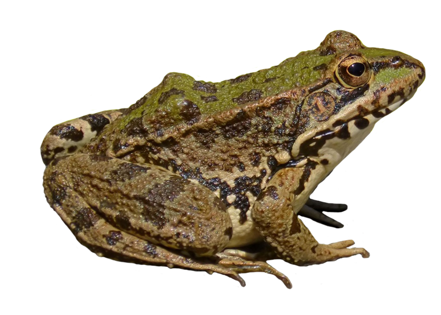 froch clipart