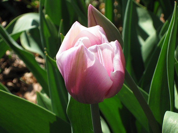 picture of tulip