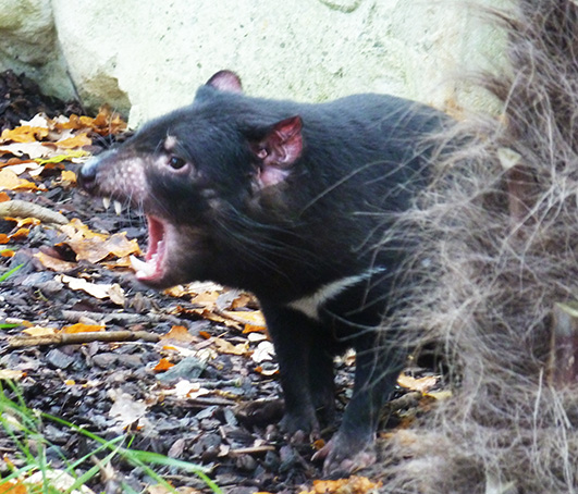 Angry Tasmanian devil