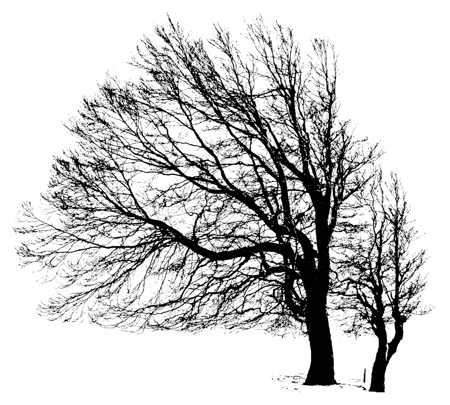 two wintertree silhouettes