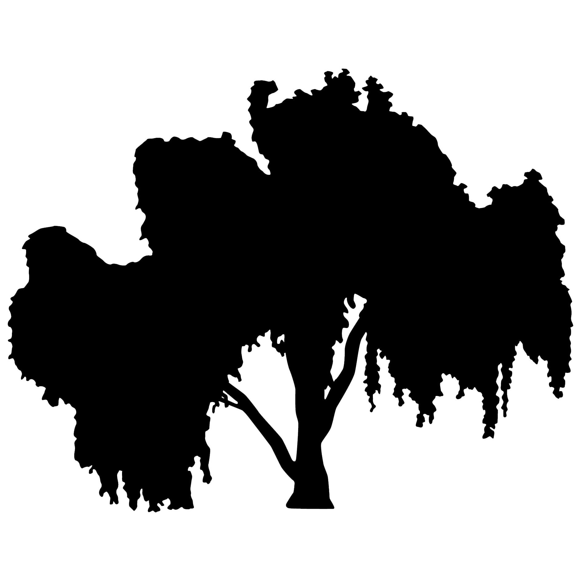 Willow tree silhouette