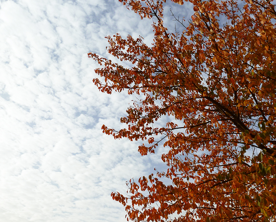 autumn tree against clouded sky