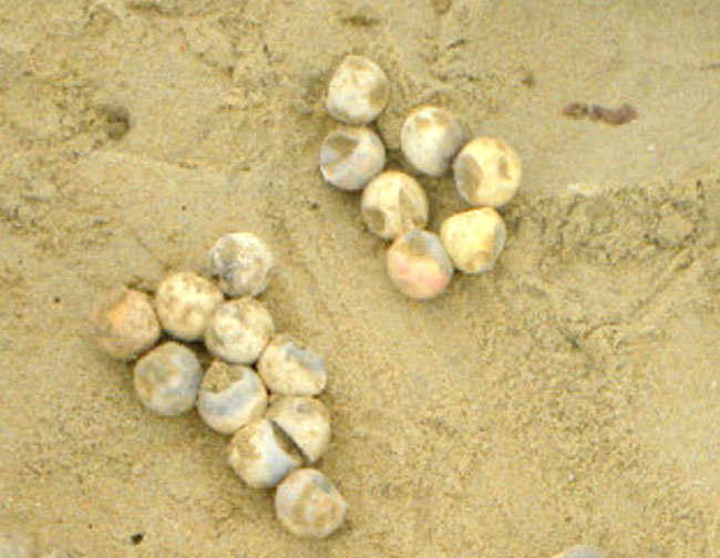 loggerhead eggs dead