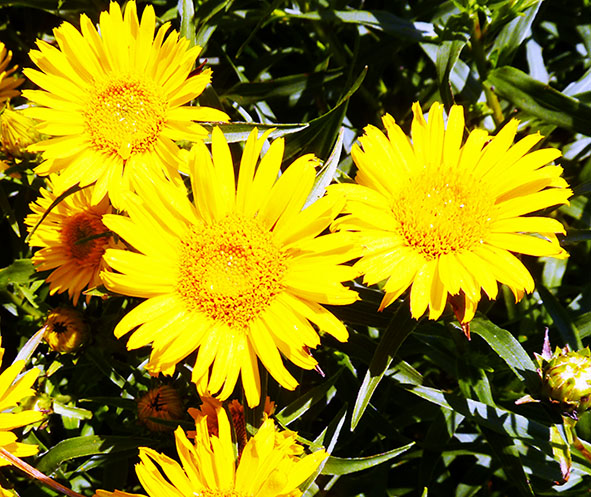 yellow flowers in the sun