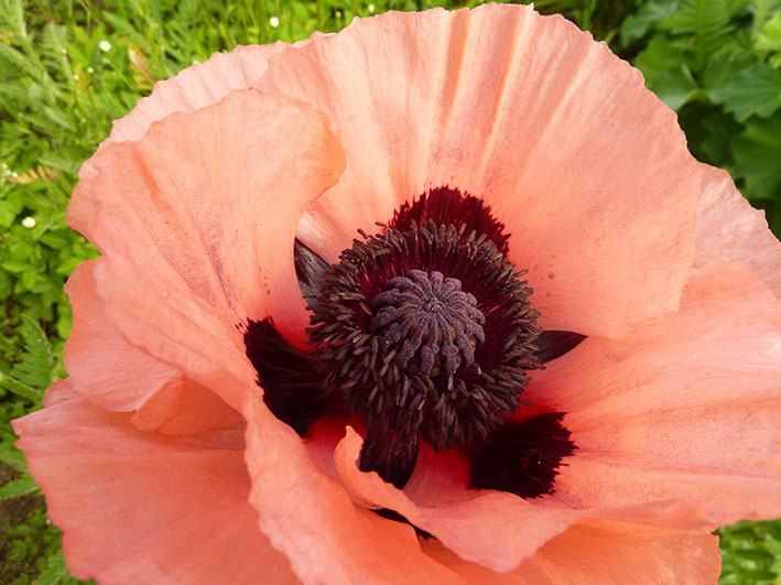 soft red poppy in bloom