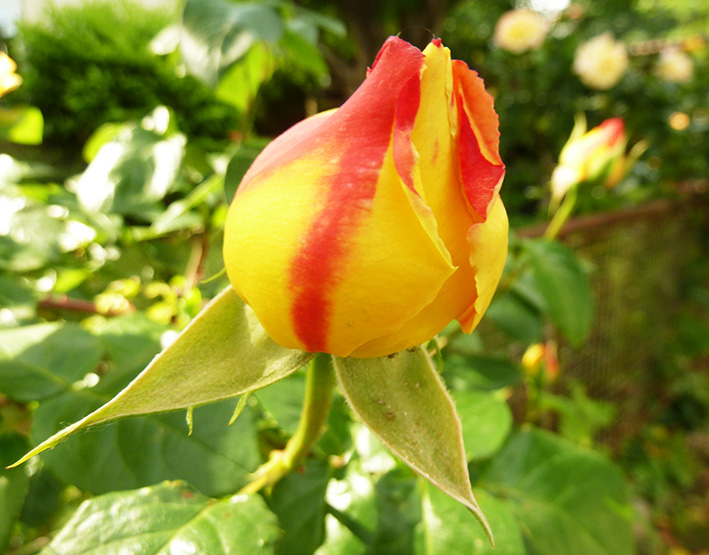 Orange rose picture