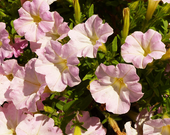 Pink bindweed