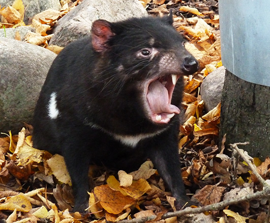 Snarling Tasmanian devil