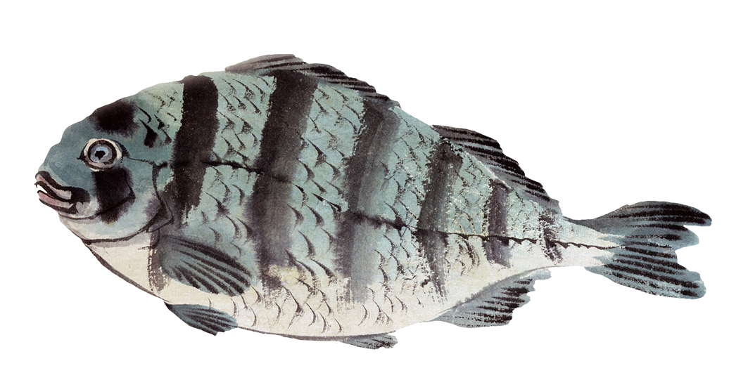 fish painting
