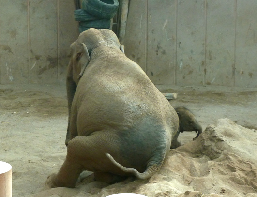Picture of elephant and baby elephant