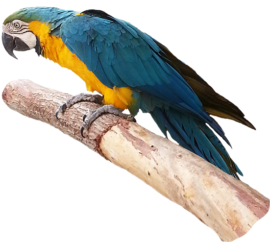 blue parrot on branch