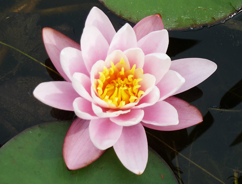 soft red water lilly