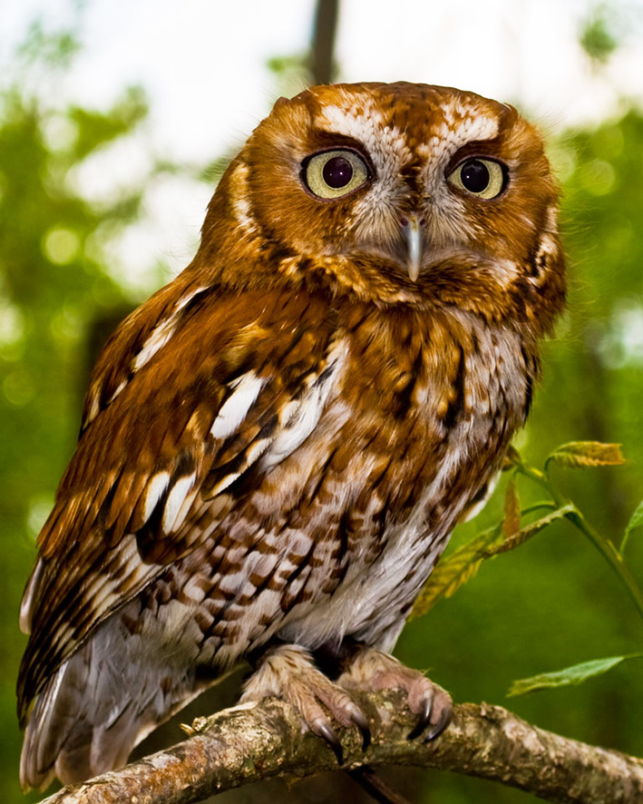 owl facts true owl