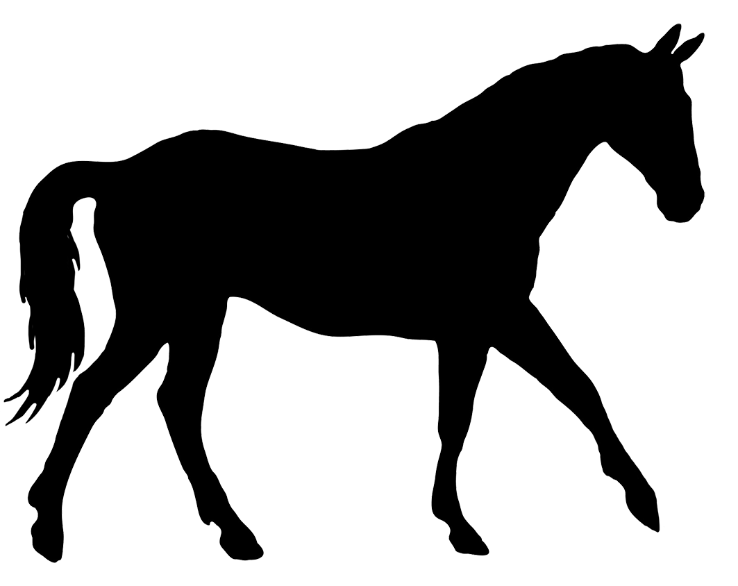 silhouette of elegant horse