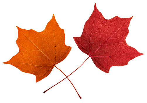 maple leaves