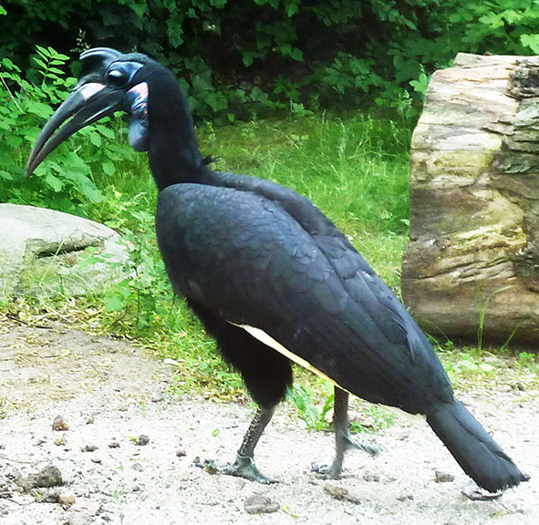 Abyssinian Ground-hornbill photo