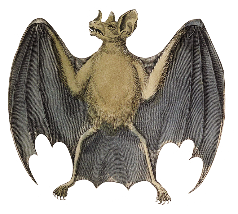 common vampire bat drawing