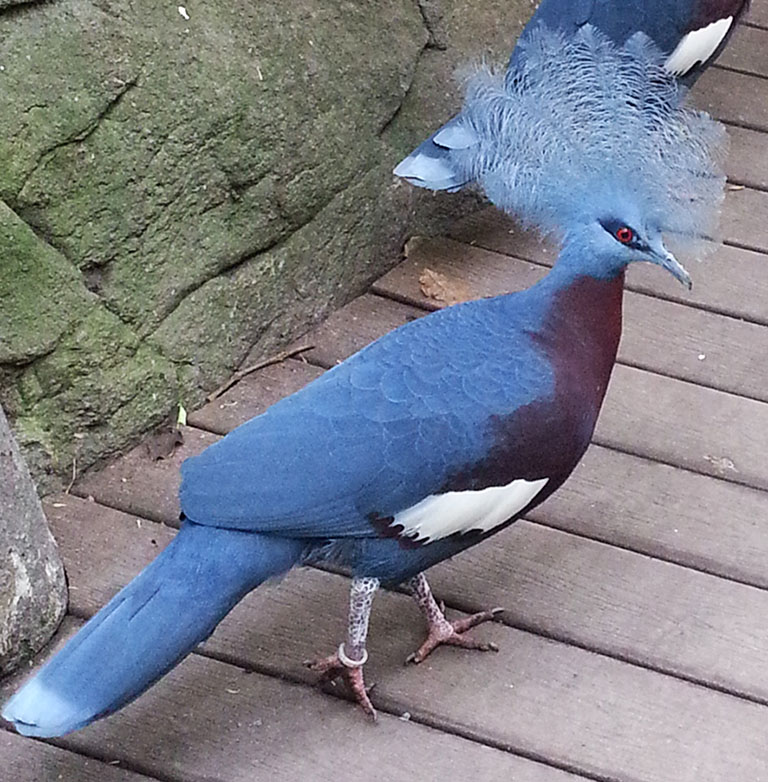 Southern crowned pigeon