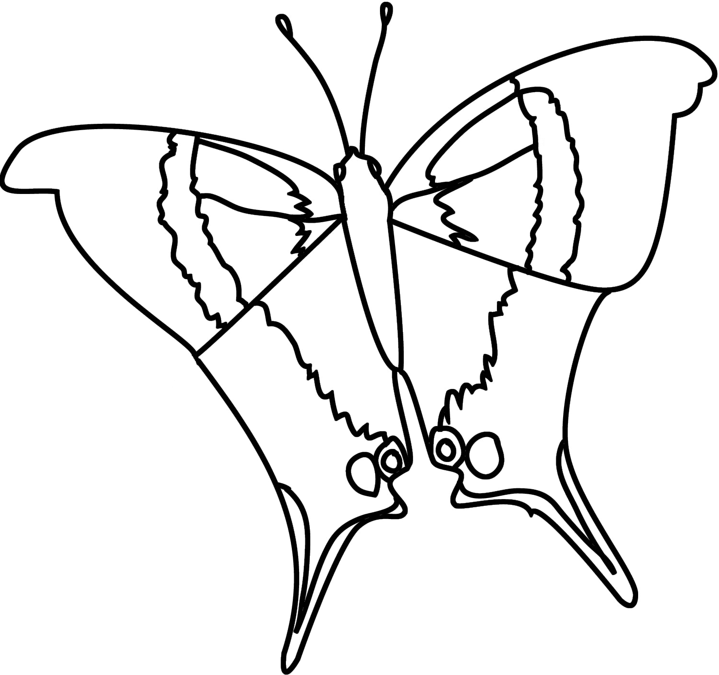 Marpesialoloe-butterfly-coloring