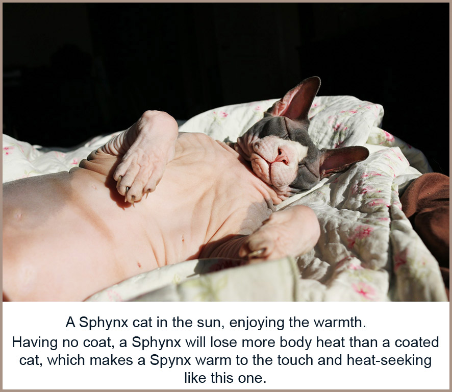 sphynx cat seeking heat from the sun