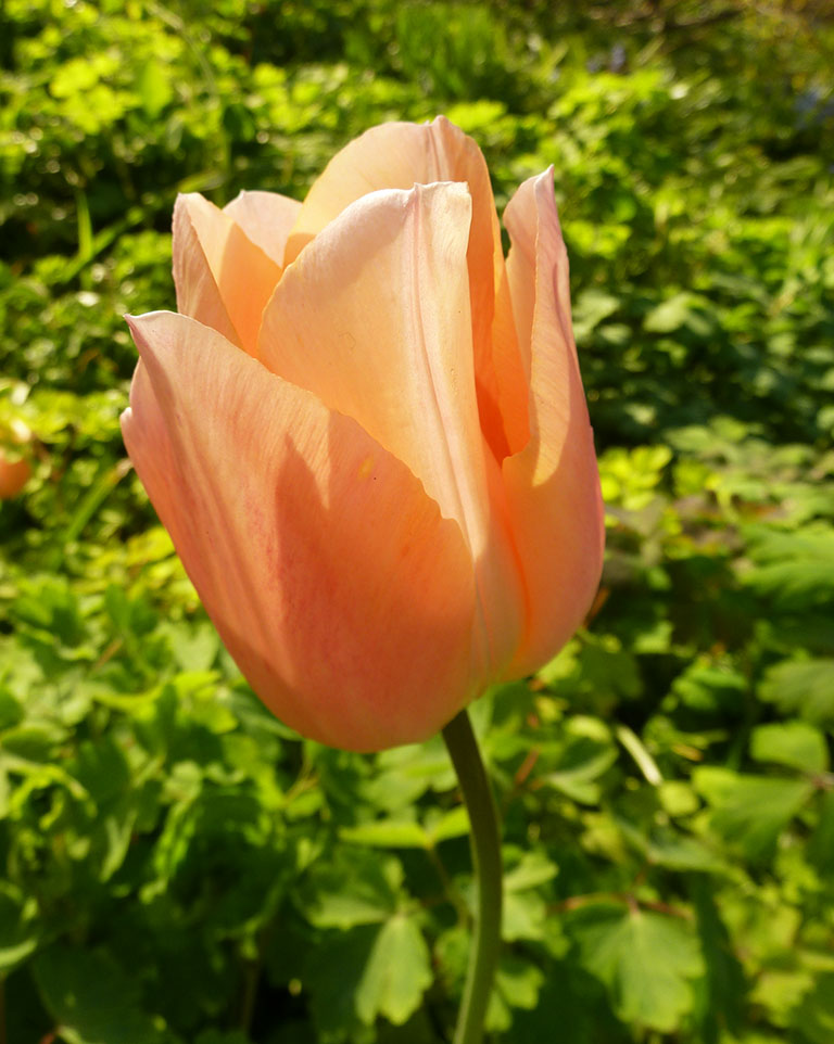 head of orange tulip