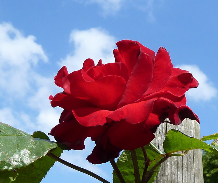 red rose against the blue sky