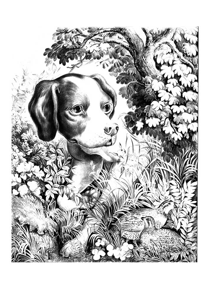 drawing of dog in nature