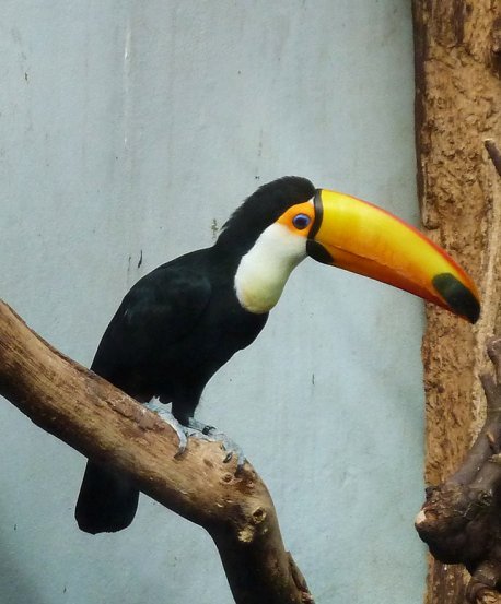tukan in zoo