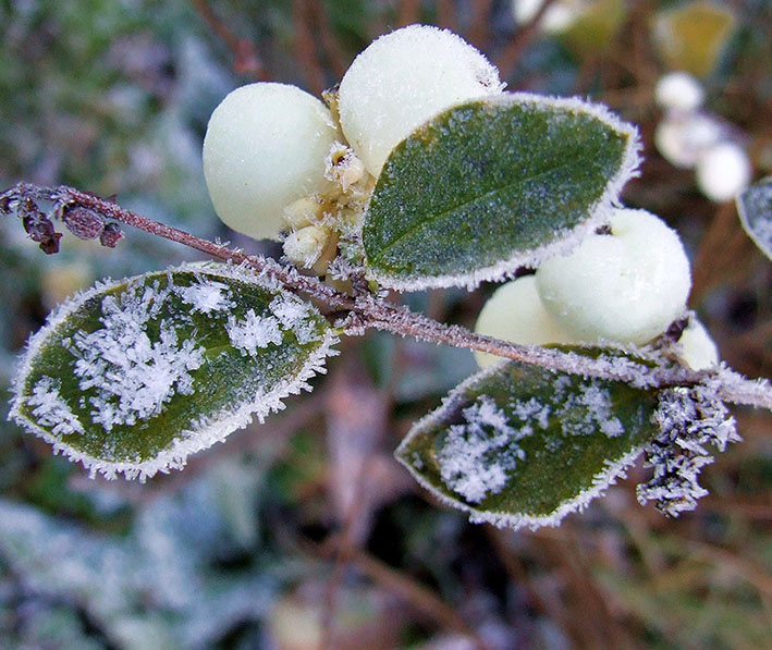 hoar-frost on snowberries
