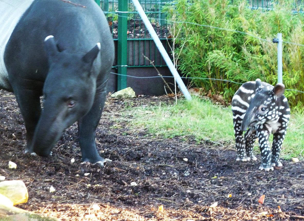 tapir pictures mother and child