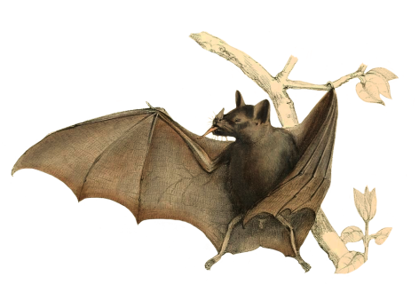 drawing of bat in tree