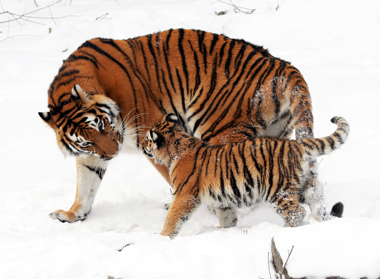 Sibririan tigress with her cub