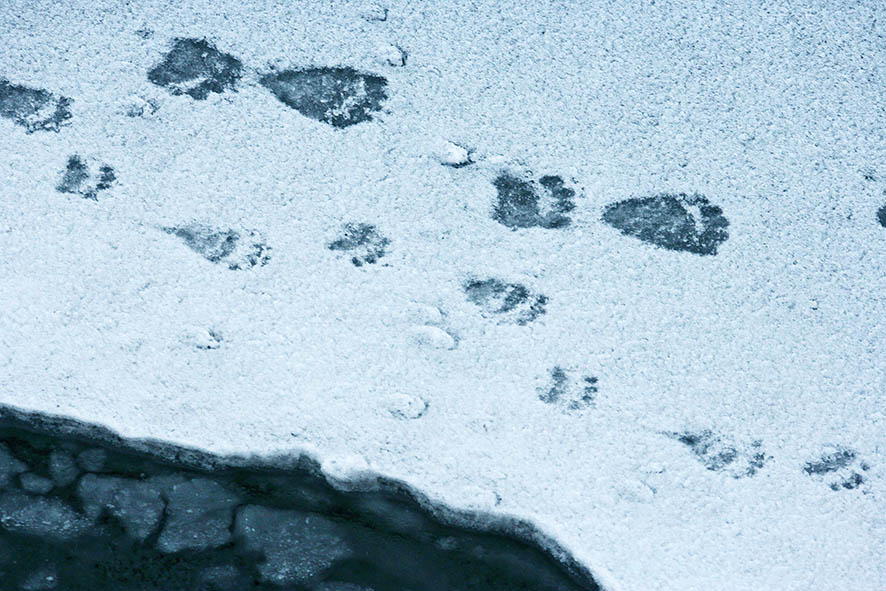 polar bear paw prints mother and cub