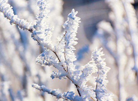 hoar-frost on branch